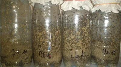 krmný chmyz - OCTOMILKY akce 4+1 zdarma!!!