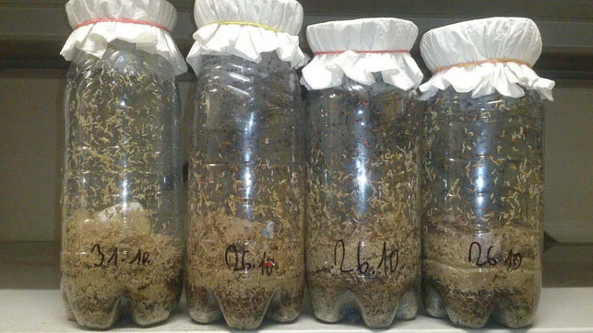 krmný chmyz - OCTOMILKY akce 4+1 zdarma!!!