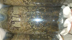 krmný chmyz - OCTOMILKY akce 4+1 zdarma!!!