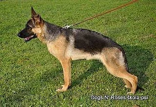 Fena Německého ovčáka