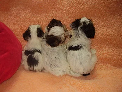 Biewer jorkšír terier štěňátka s PP