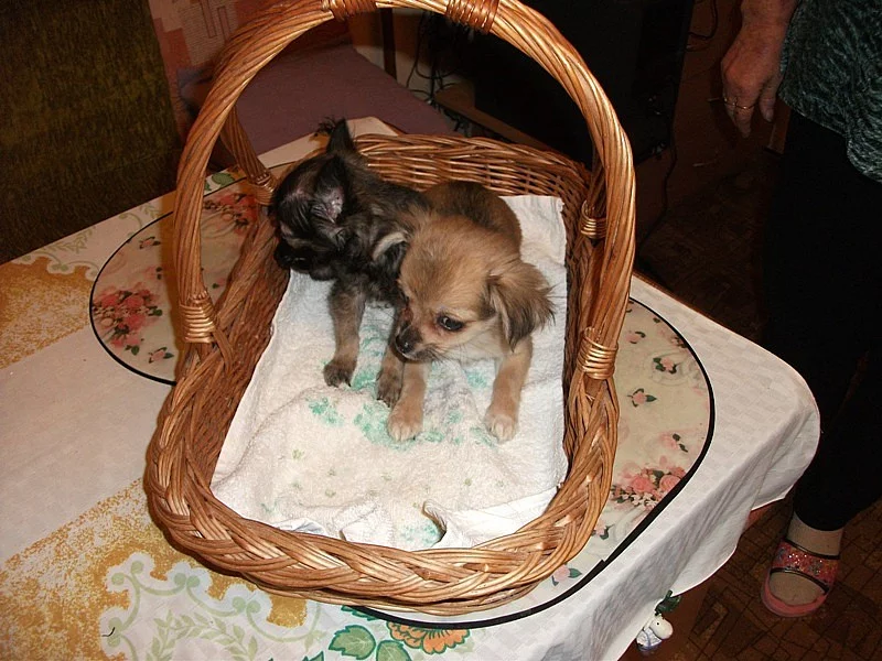 Čivava dlouhosrstá