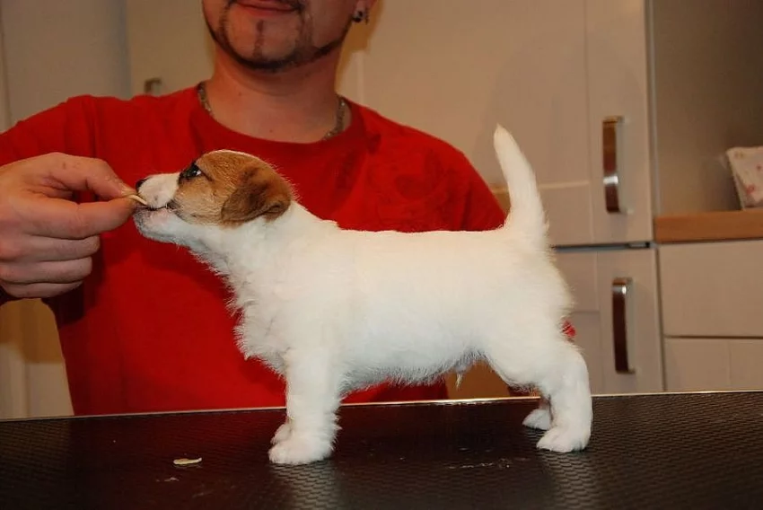 Jack Russell Teriér - štěňátka