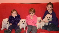 Bílý švýcarský ovčák