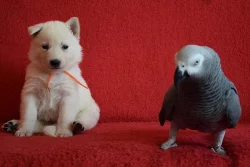 Bílý švýcarský ovčák