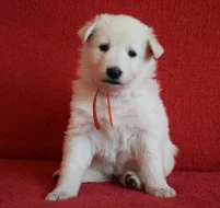 Bílý švýcarský ovčák