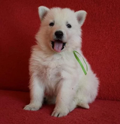 Bílý švýcarský ovčák