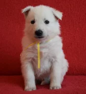 Bílý švýcarský ovčák