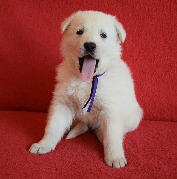 Bílý švýcarský ovčák