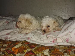 Prodám štěňátka boloňského psíka