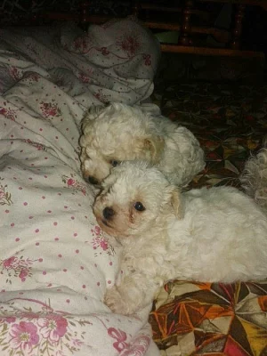 Prodám štěňátka boloňského psíka