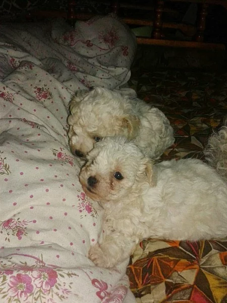 Prodám štěňátka boloňského psíka