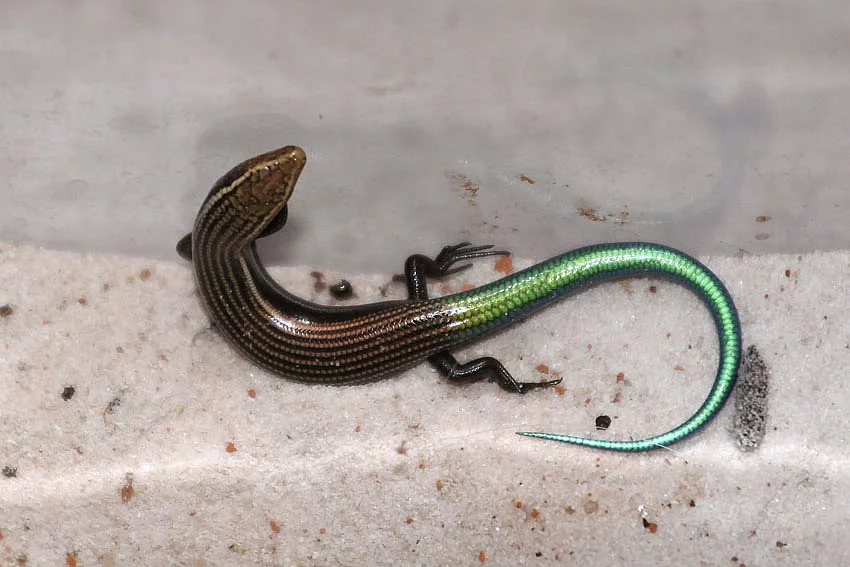 scink šestipruhý (Chalcides sexlineatus)