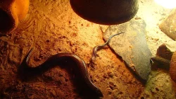 scink šestipruhý (Chalcides sexlineatus)