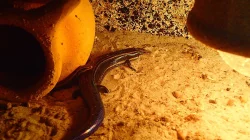 scink šestipruhý (Chalcides sexlineatus)