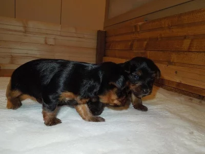 Jorkšírský teriér