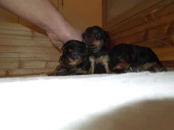 Jorkšírský teriér