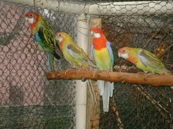 Prodám oranž. roz. pestré