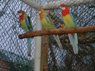 Prodám oranž. roz. pestré