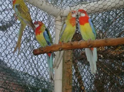 Prodám oranž. roz. pestré