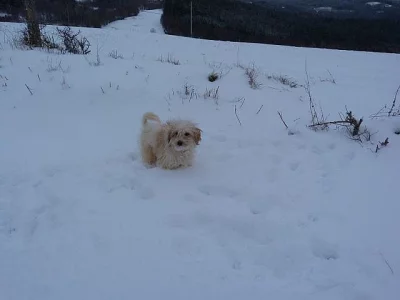 Štěně coton de tuleár