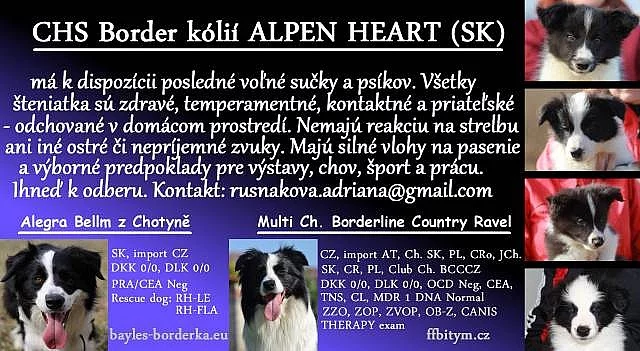 Border collie s PP
