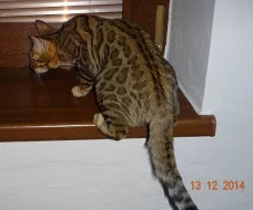 Koťátko kočky bengálské s PP