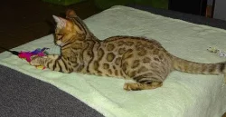 Koťátko kočky bengálské s PP