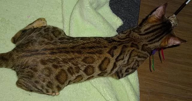 Koťátko kočky bengálské s PP