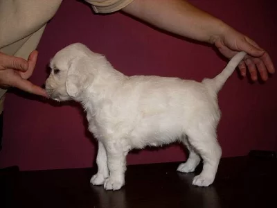 Zlatý retrívr - poslední fenečka a pejsek s PP