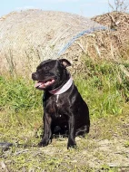 Hledá se fenka SBT, odměna 50.000Kč