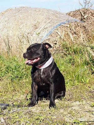 Hledá se fenka SBT, odměna 50.000Kč