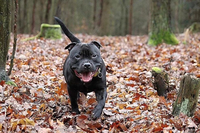 Hledá se fenka SBT, odměna 50.000Kč