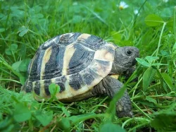 Želva zelenavá