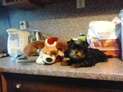 Prodám tříměsíčního jorkšírka - kluka