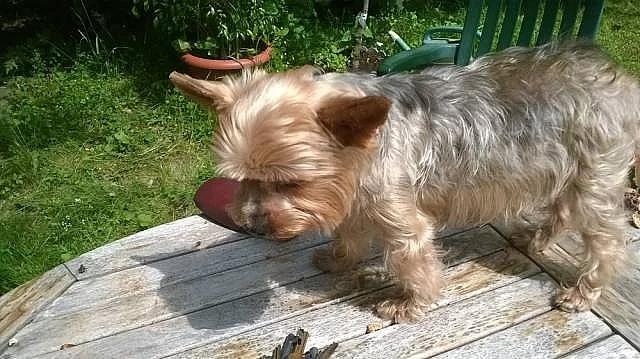 Prodám tříměsíčního jorkšírka - kluka