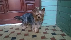 Prodám tříměsíčního jorkšírka - kluka