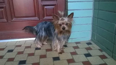 Prodám tříměsíčního jorkšírka - kluka