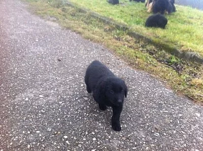 Štěně Hovawarta - poslední fenečka