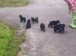 Štěně Hovawarta - poslední fenečka
