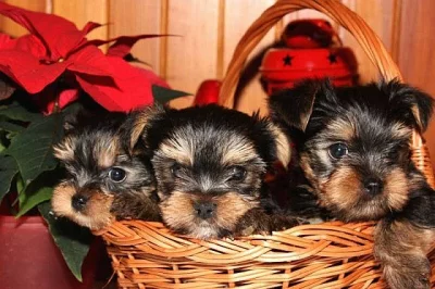 Jorkšírský teriér