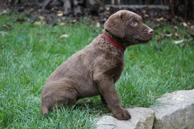 Štěňata Chesapeake bay retriever