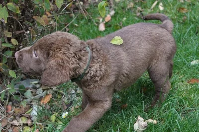 Štěňata Chesapeake bay retriever