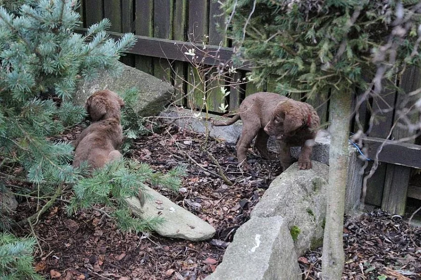 Štěňata Chesapeake bay retriever