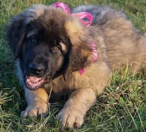 Steniatka Leonberergera s PP