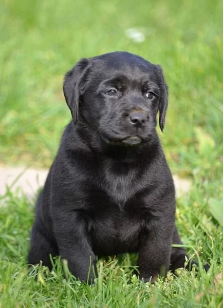 Labrador - štěňátko černá fenka