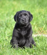 Labrador - štěňátko černá fenka