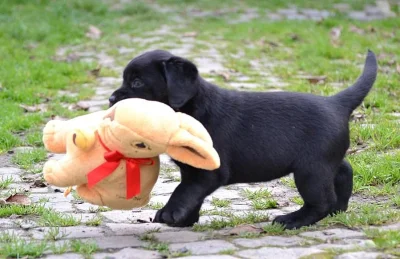 Labrador - štěňátko černá fenka