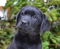 Labrador - štěňátko černá fenka