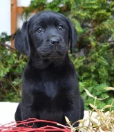 Labrador - štěňátko černá fenka